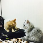 [고양이] 보고싶은 갈비 딸기