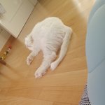 [고양이] 13살 어르신 고양이 하루의 일상사진~~