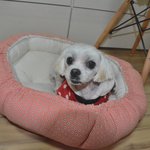 <b>한적</b>한 시골길에서 발견된 진웅이.. 가족을 기다립니다..