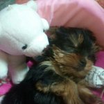 [강아지] 막내 돼멍이 <b>럭키</b>