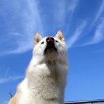 [허스키<b>심바</b>] <b>심바</b>의 산책일기 -이제는 꽃할배-