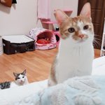 [고양이] 판보는 김에 우리집 고양이도 보십쇼