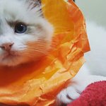 [고양이] 귀가가려운 고양이에게 만들어 준 수제