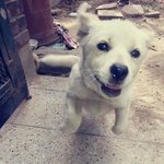 [강아지] 강아지 <b>한테</b> 욕하는 할머니