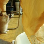 [고양이] 이제는 함께 할 수 없어..<b>체리</b>야..