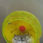 [드루와] ㅋㅋㅋ이마트에서 햄찌봤는뎈ㅋㅋㅋ