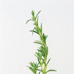 [EXO] 로쥬마리 <b>폰</b>배