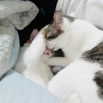 [고양이] 판보는 <b>김</b>에 우리집 고양이도 보십쇼 2<b>탄</b>