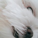 [EXO] 우리<b>집</b> 강아지 <b>내</b> 침대에 누워있는중