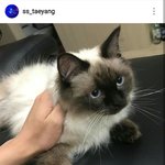 [인피니트] 우현이 고양이 망망이 실사