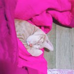 ???울집 냥이 왜 이러고<b>자니</b>...