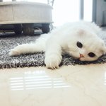 [고양이] <b>미묘</b>고양이 하몽이와 뚜엘이!! 6