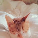 [고양이] 호두의 아깽이 시절