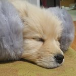 강아지 키우고있는 학생이예요