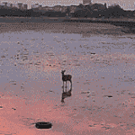 점심메뉴 추반좀