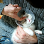 [고양이] <b>오묘</b>한 고양이의 보석눈