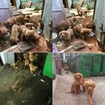 [동행세상] 남매로 추정되는 부모에게서 태어난 <b>케빈</b>과 이브.