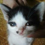 [고양이] <b>역변</b>한 고양이 오서방(추가글)