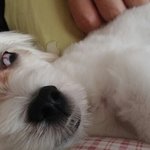 [대박이슈] 강아지 꽤 웃긴 자는모습