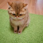 [세븐틴] <b>니</b> 터진<b>옷</b> 꼴보기싫어!
