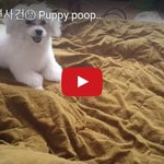 [댓글부탁해] 강아지 대변사건