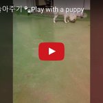 [댓글부탁해] 강아지랑 산책다녀오고나서