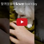 [댓글부탁해] 강아지한테 할퀴었을때