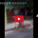 [대박이슈] 병맛영상 돼지타고 편의점갈까~??