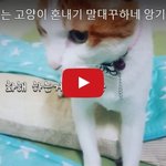[대박이슈] 손가락깨무는 고양이 혼내기 말대꾸하네 앙기모띠!!