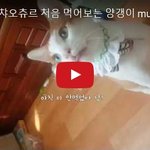 [대박이슈] [마약간식] 챠오<b>츄</b><b>르</b> 처음 먹어보는 양갱이