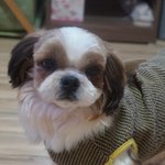 인형같이 생긴 <b>시츄</b> 빈이에게 가족이 되어주세요!