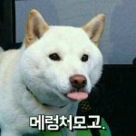 [댓글부탁해] <b>코난</b> 이 편 뭔지 아는 사람