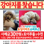 [도와주세요] 김해시 외동 <b>동일</b>슈퍼 갈색토이푸들 찾습니다
