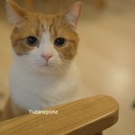 [유봉이네] 2016년도 유봉이네 소식2(너의 이름은)