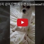 사람 VS 강아지 hahaha