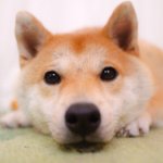 [하이큐] 시바야마 이누<b>오카</b> 합치면'ㅅ'