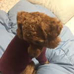 한살 <b>푸들</b> 봄이