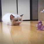 [고양이] 고양이의 공격성 _ 이정도면 포켓몬 잡을 수 있겠어~...