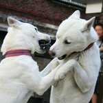 ㅅㅍ <b>포켓몬</b> 잡는 거에 미쳐서 판 겨우 한 번 들어옴..