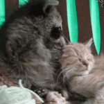 얘드라올해<b>운세</b>봐줄껭