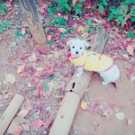 [강아지] 강아지 <b>산책</b> 주기?