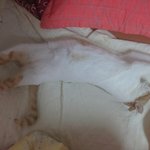 나의 동거남 <b>도칠</b>이 사진 12장