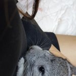 저희집 친칠라(설치류)를 소개합니당!!