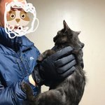 [고양이] 두 남자의 생존기 1탄(만남)