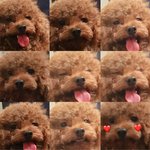 [EXO] 우리<b>집</b>강아지