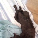 [고양이] 두 남자의 생존기 2탄(<b>협박</b>)