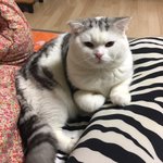 [고양이] 로로 일상 파파라치 14탄
