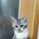 [고양이] 빵꼬네