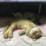 [고양이] 보고싶은 갈비딸기2