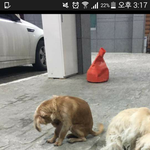 ㅋㅋㄱㄱㅋ어떤사람이 <b>이강아지</b>보고ㅋㄱㄱㄱ
